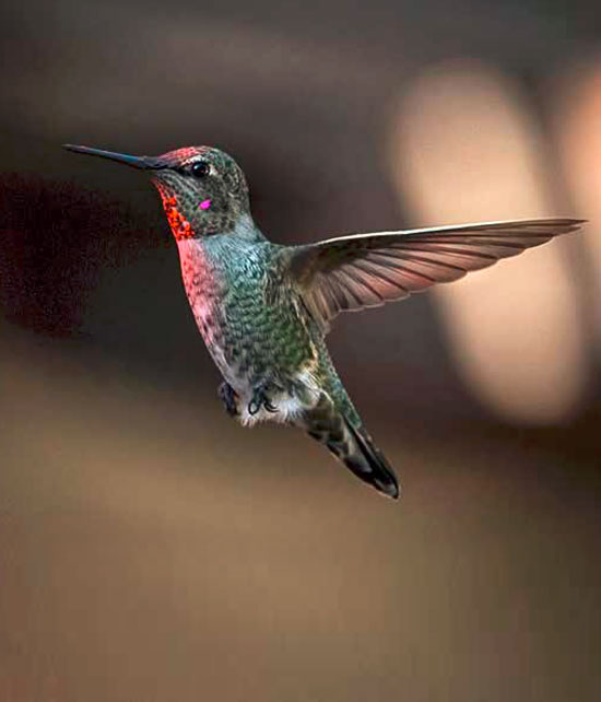 Magic Hummingbird